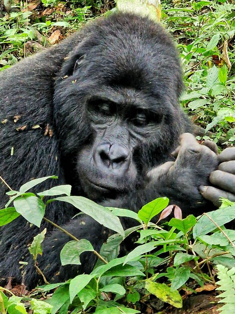 3-Day Gorilla Trekking & Golden Monkey Trekking Adventure – Rwanda