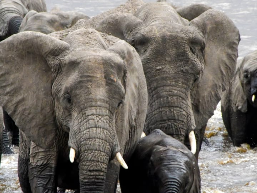 3-Day Tarangire, Lake Manyara & Ngorongoro Safari