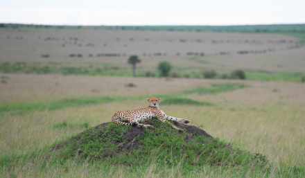 5-Day Experience the Best of Tanzania on Tanzania Safari