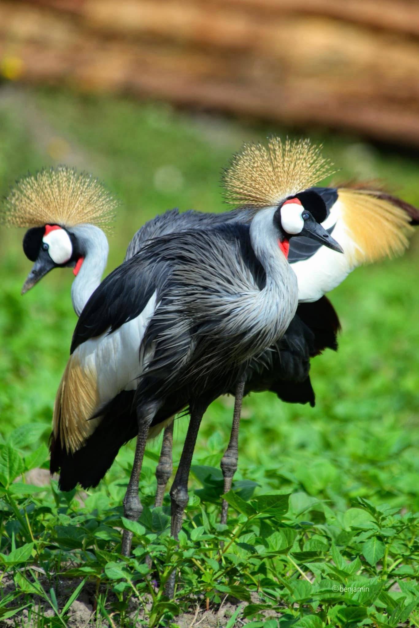 4 Days Uganda Gorilla Trekking & Queen Elizabeth Wildlife Safari 