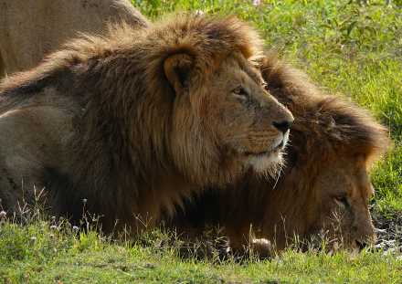 12 Days Wild at Heart