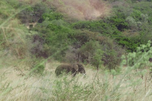 1- Day Akagera Game Drive Safari 