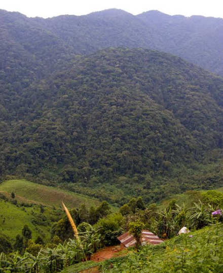 3-Day Gorilla Trekking & Batwa Experience in Bwindi NP