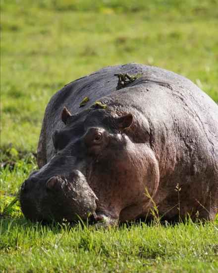 7 Days Uganda Ultimate Gorilla, Chimpanzee & Wildlife Safari