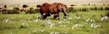  5-Day Mid-Range Group Safari Experience