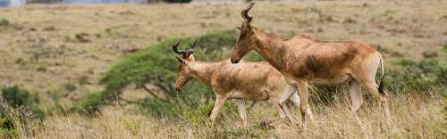 ½-Day Nairobi National Park Getaway