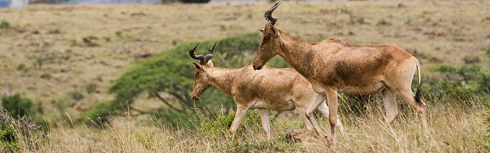  ½-Day Nairobi National Park Getaway