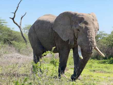 2 Days Safari Adventure