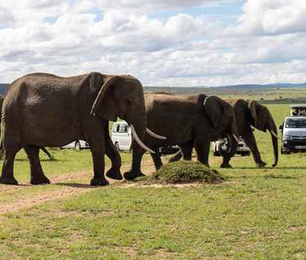 7-Day Kenya Classic Safari: Amboseli, Naivasha, Nakuru & Masai Mara