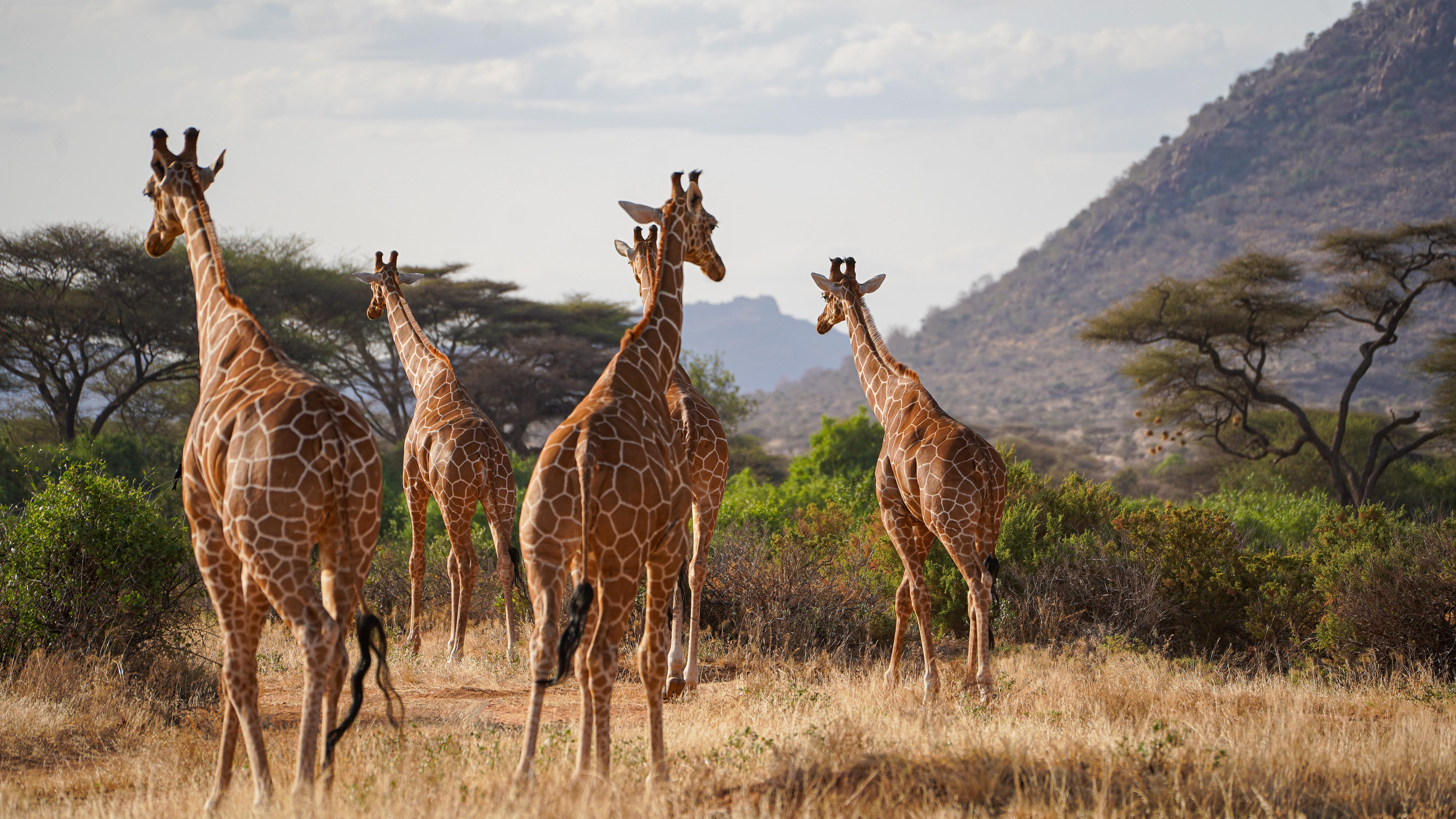 7-Day Samburu & Masai Mara Luxury Safari: Kenya North to South
