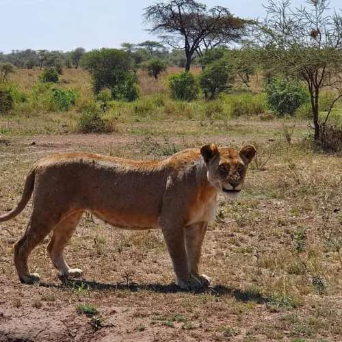 4天塞卢斯野生动物保护区(尼雷尔国家公园)Safari之旅