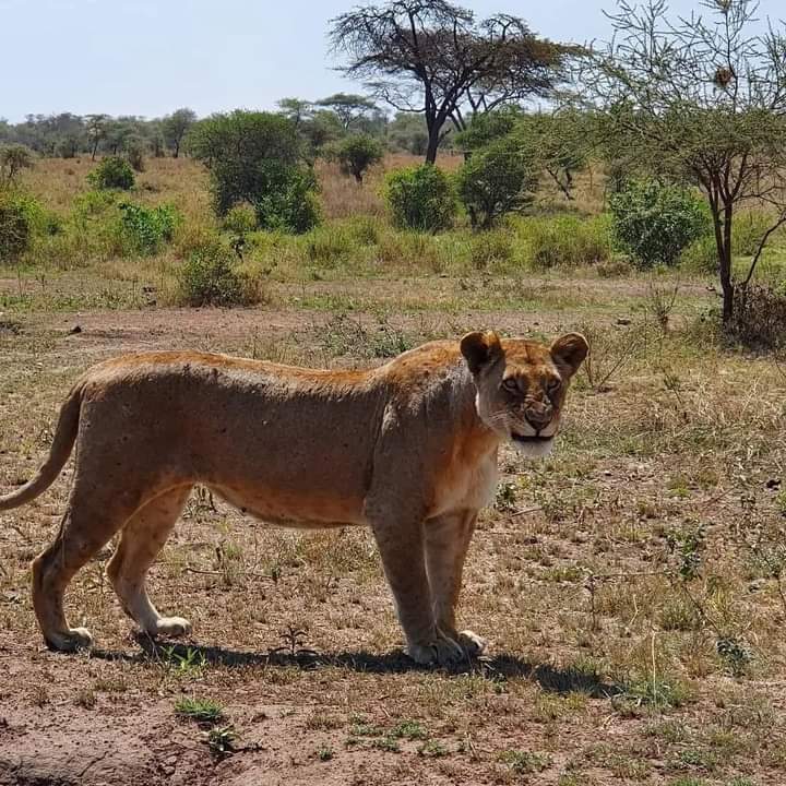 4天塞卢斯野生动物保护区（尼雷尔国家公园）Safari之旅