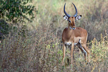 4 Days Pure Luxury Safari
