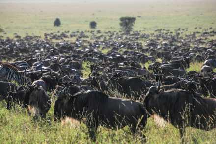 3 Day Luxury Safari