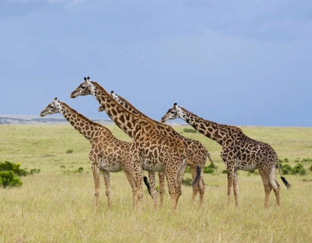 3 Days Midrange Safari Adventure
