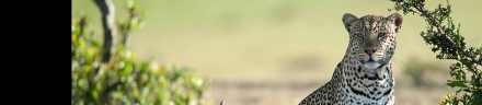 6-Day Kenya Safari on a Budget-Mara-Nakuru-Amboseli