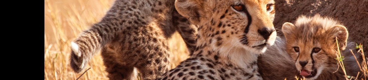 3-Day Magical Masai Mara Joining in a Safari Landcruiser