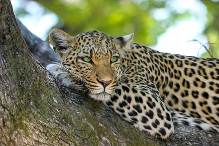 Serengeti