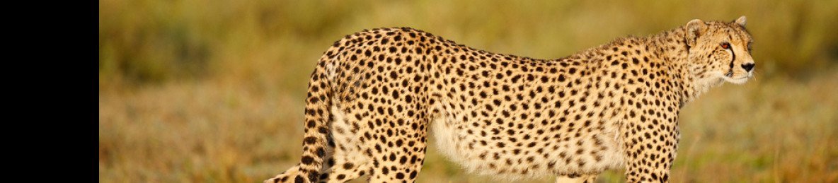 3 Day Luxury Safari