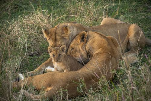 5天尼雷尔与米库米国家公园野生动物 safari 之旅