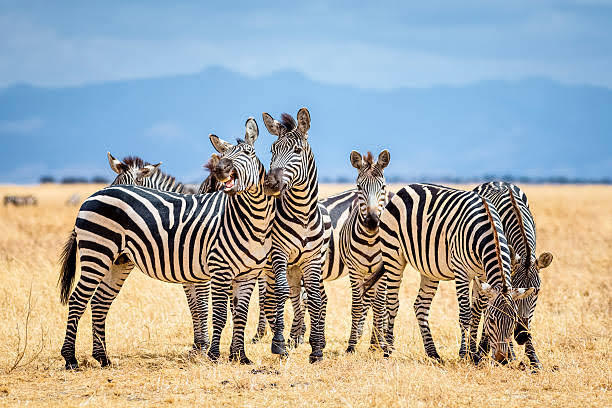 5-Day Unforgettable Tanzania Thrilling Adventure