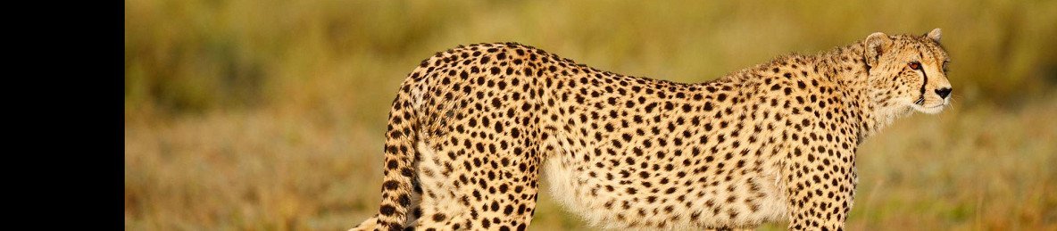 5-Day Private Tarangire, Serengeti & Ngorongoro Camping