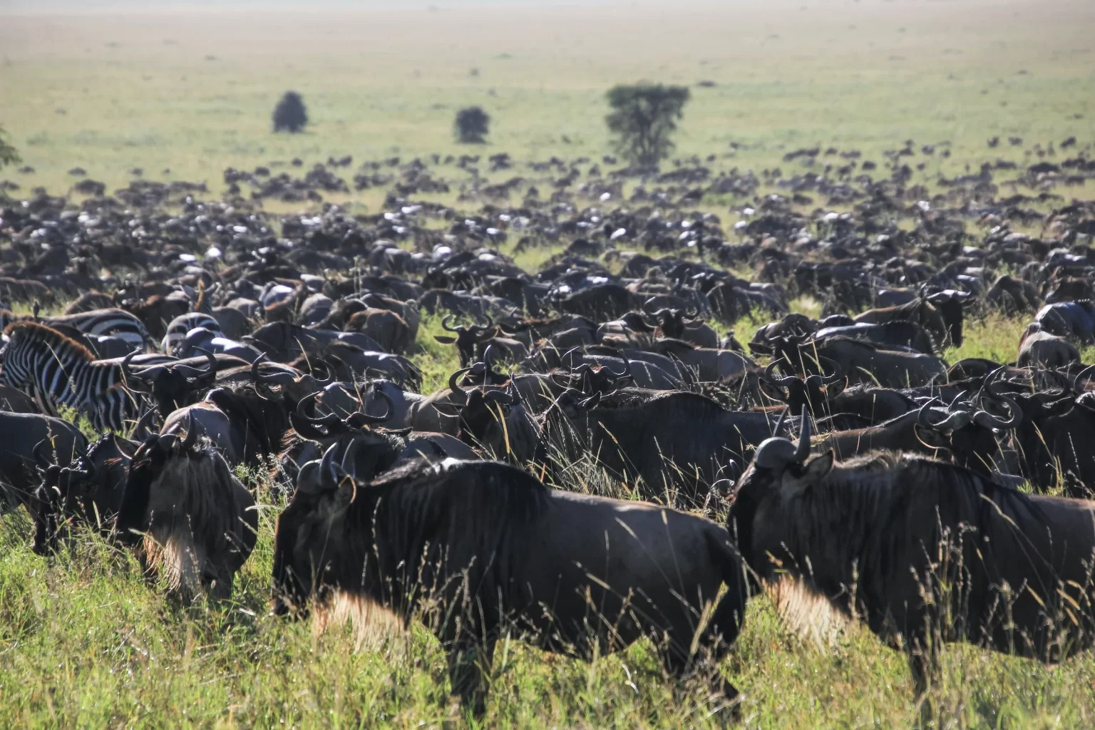 5-Day Group Safari, Camping Marvel