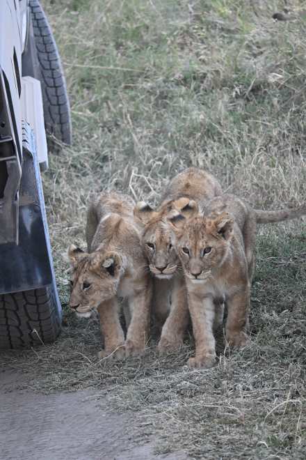 3 Days Safaris to Serengeti and Ngorongoro Crater