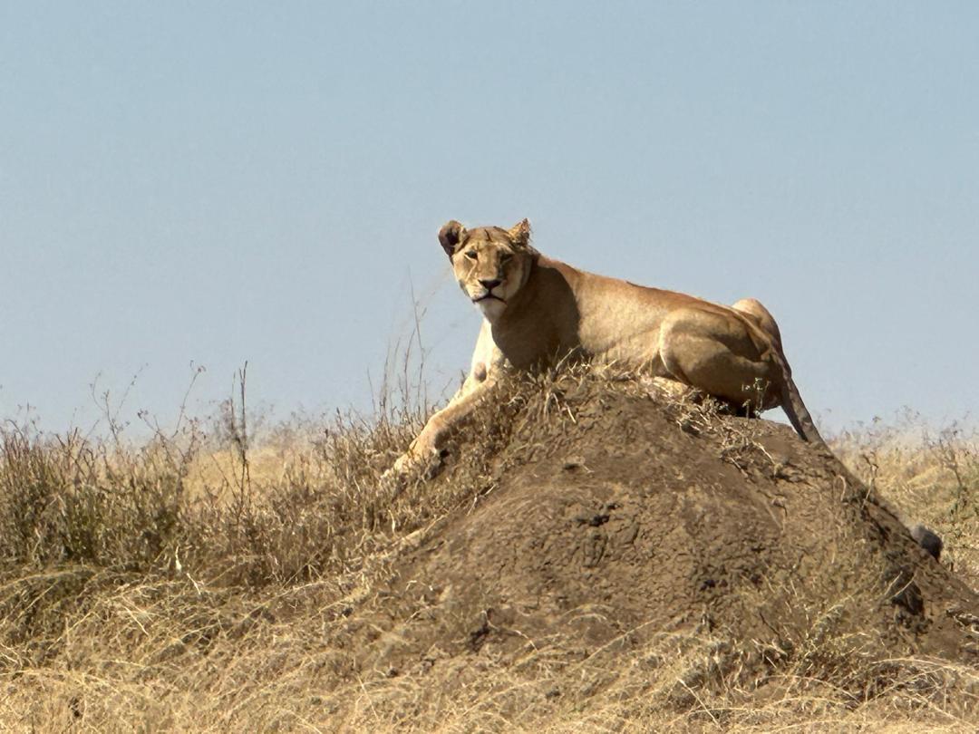 4-Day Private Serengeti Ngorongoro & Tarangire Camping