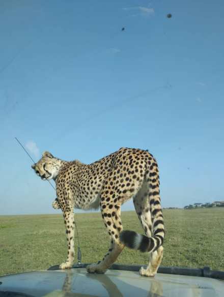 2 Days Safari