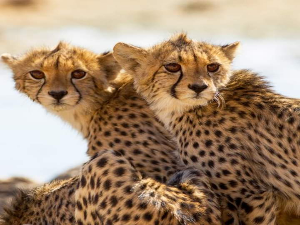 1-Day Trip Mkomazi National Park