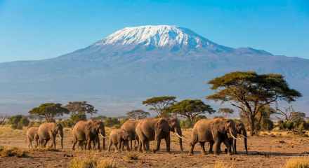 3-Day Private Amboseli Safari from Nairobi