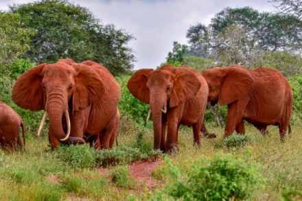 5-Day Tsavo East, Tsavo West & Amboseli Private Safari from Diani or Mombasa