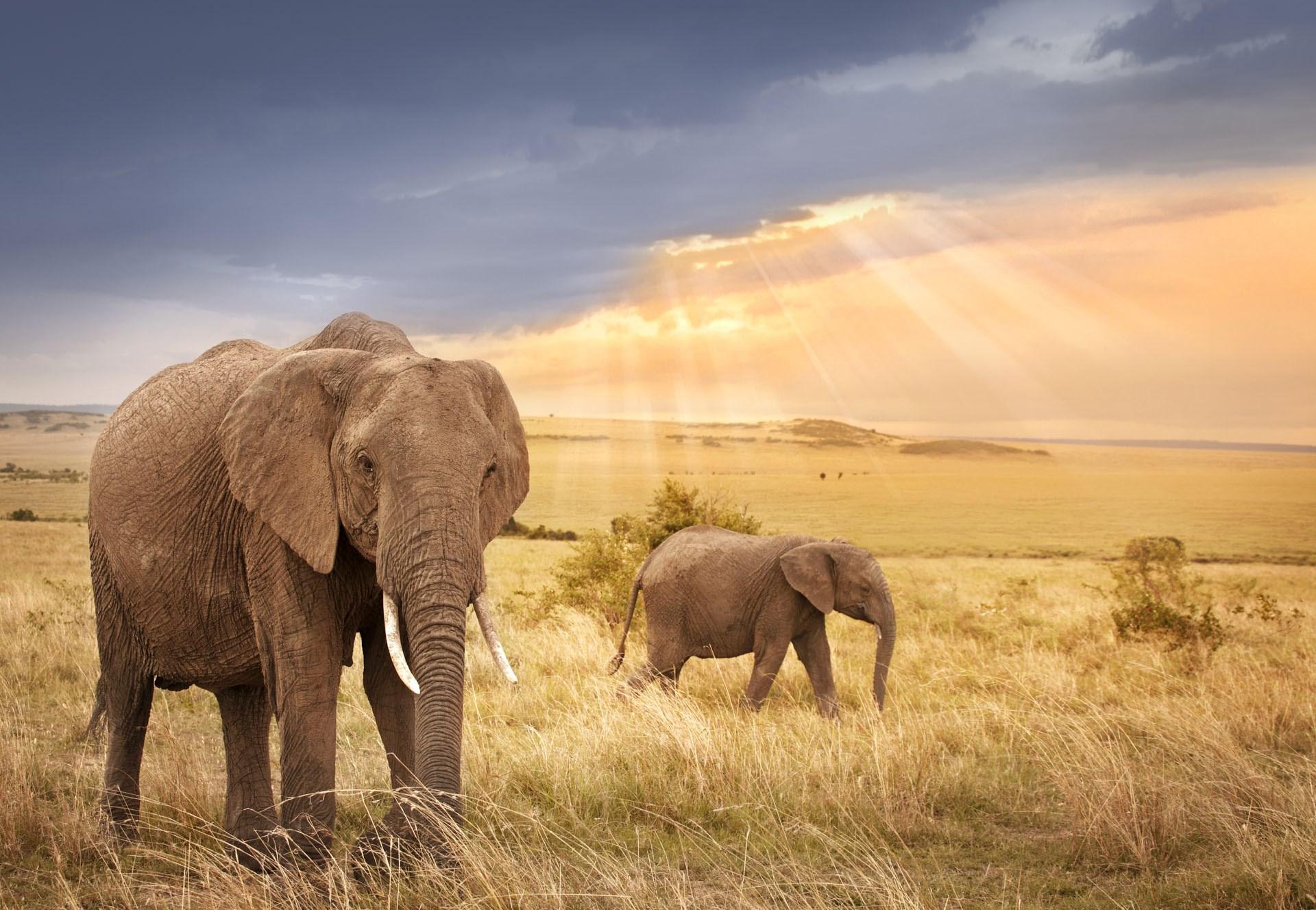 3-Day Experience the Big Five, Endless Savannahs and Authentic Maasai Culture