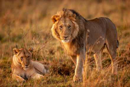 6 Days Kenya's Signature Wildlife Adventure