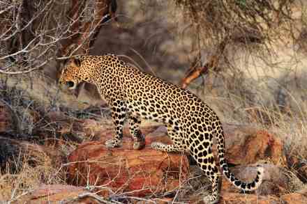 7 Day Nairobi National Park, Hells Gate National Park and Maasai Mara Safari