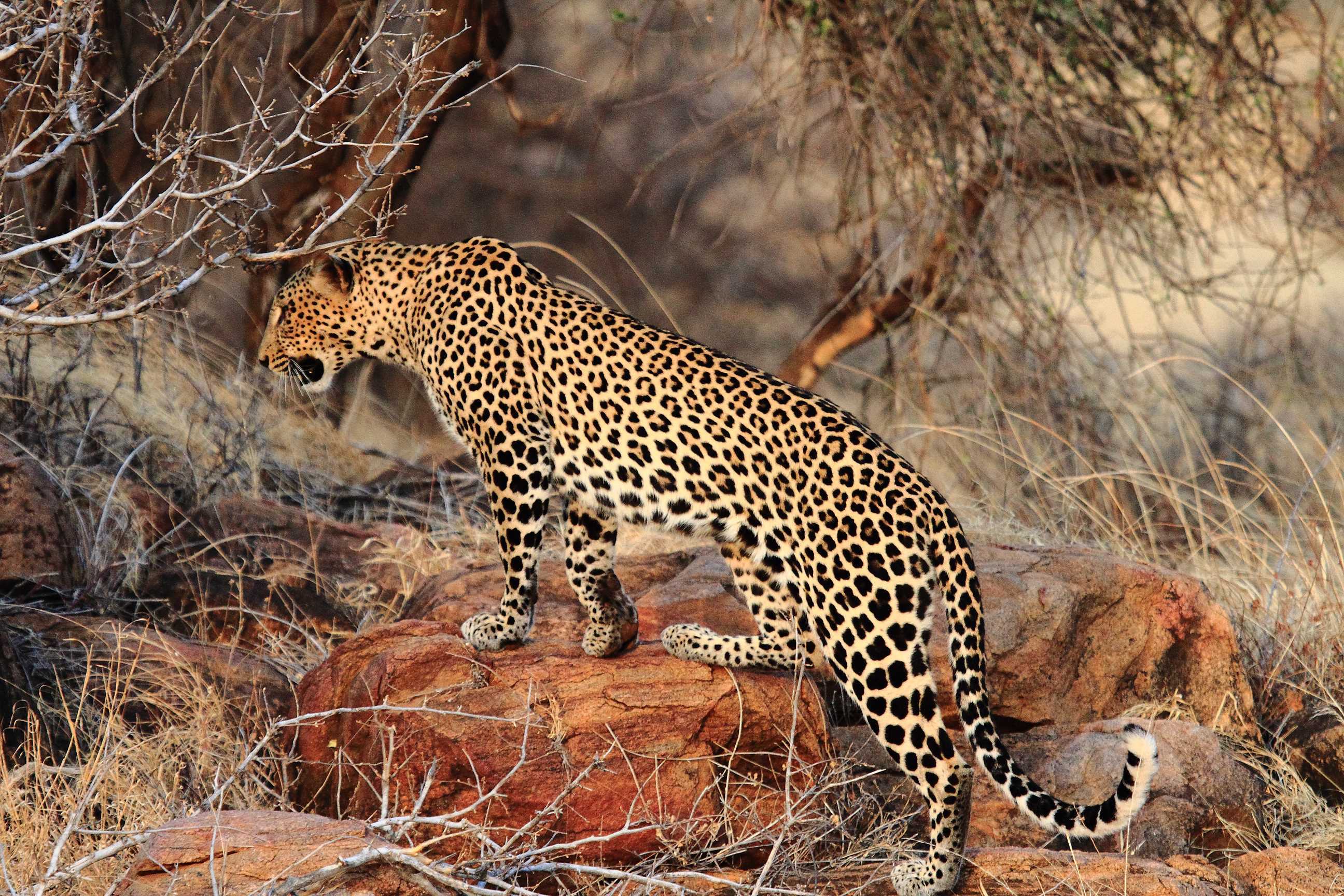 7 Day Nairobi National Park, Hells Gate National Park and Maasai Mara Safari 
