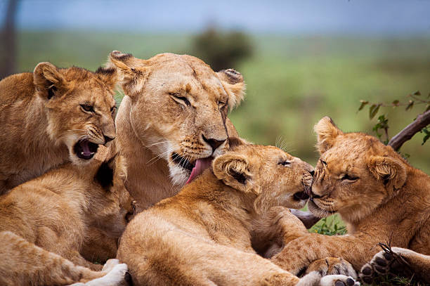 7-Day Classic Kenya Safari: Ol Pejeta, Samburu, Lake Nakuru & Lake Naivasha