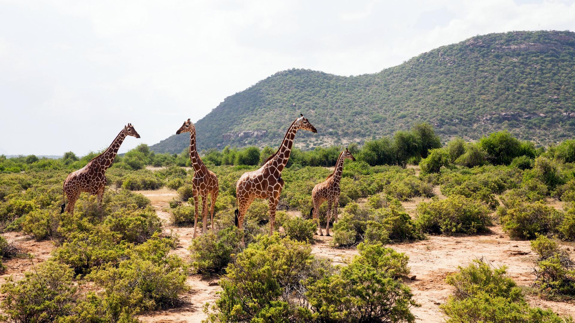 8-Day Kenya Private Luxury Safari 