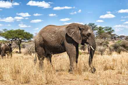 7 Day Grand Kenya Wildlife Experience – Big Five, Lakes & Northern Wilderness