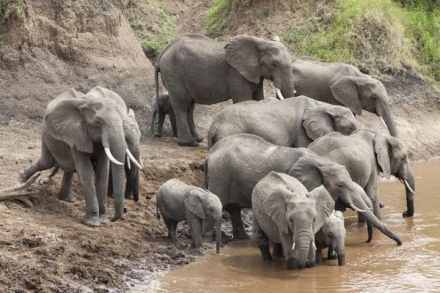 6-Day Samburu, Lake Nakuru & Maasai Mara Safari