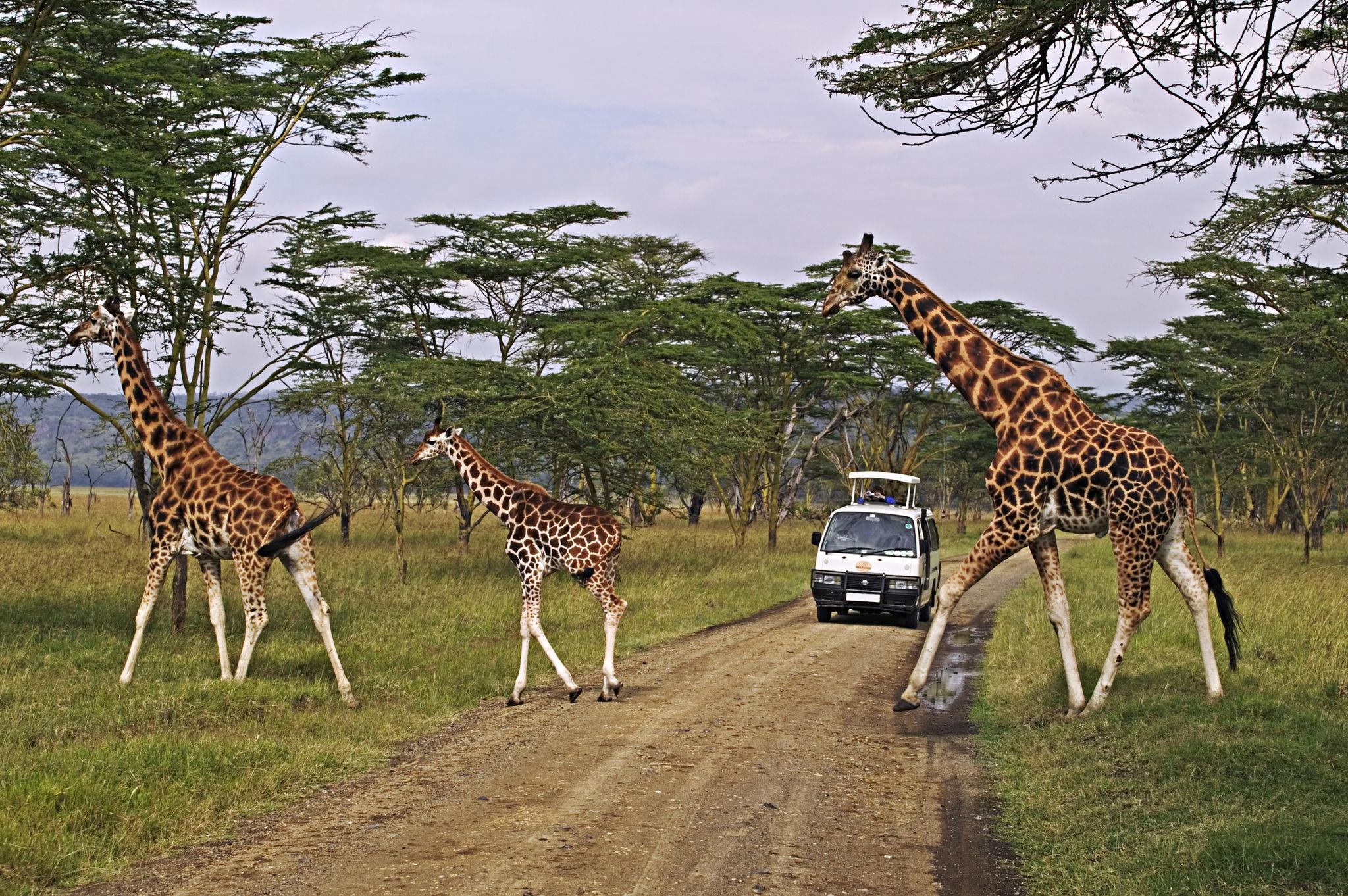 10 Day Kenya Safari Beyond the Ordinary – Big Five, Lakes & Wild Frontiers