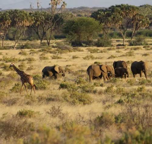 8-Day Nairobi – Maasai Mara | Into the Great Savannah