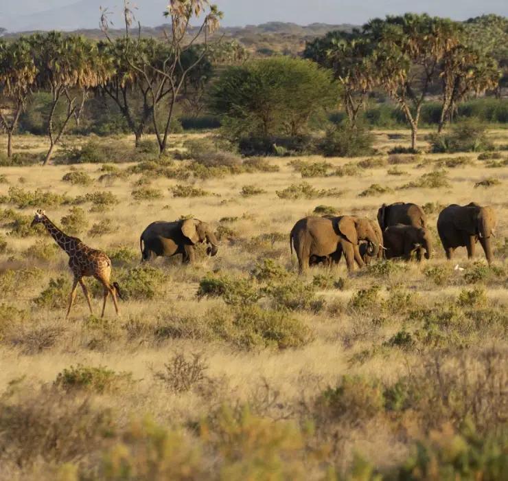 8-Day Nairobi – Maasai Mara | Into the Great Savannah