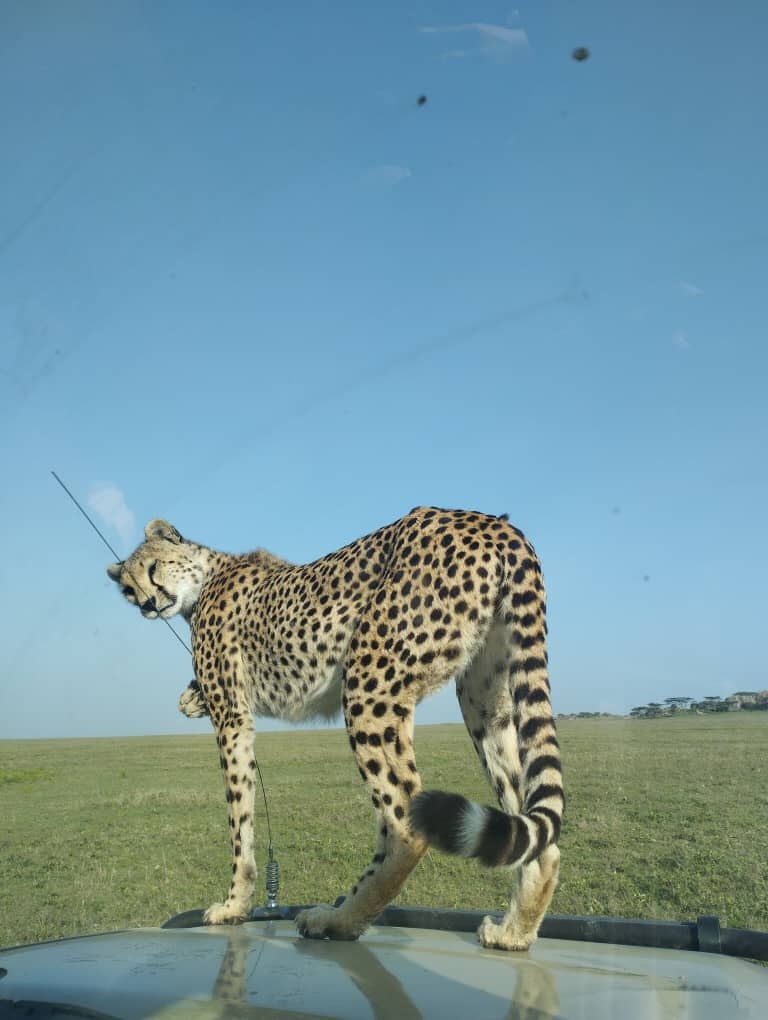 7-Day Tanzania Safari: Big Five, Serengeti & Ngorongoro Crater