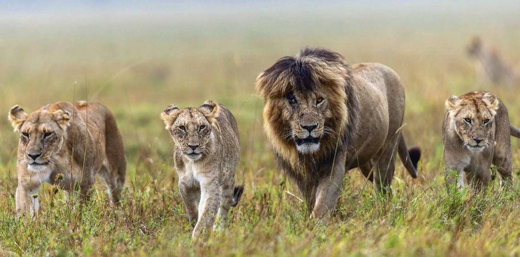 10-Day Kenya Wilderness to Beach Luxury Safari