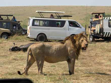 3天马赛马拉露营Safari之旅