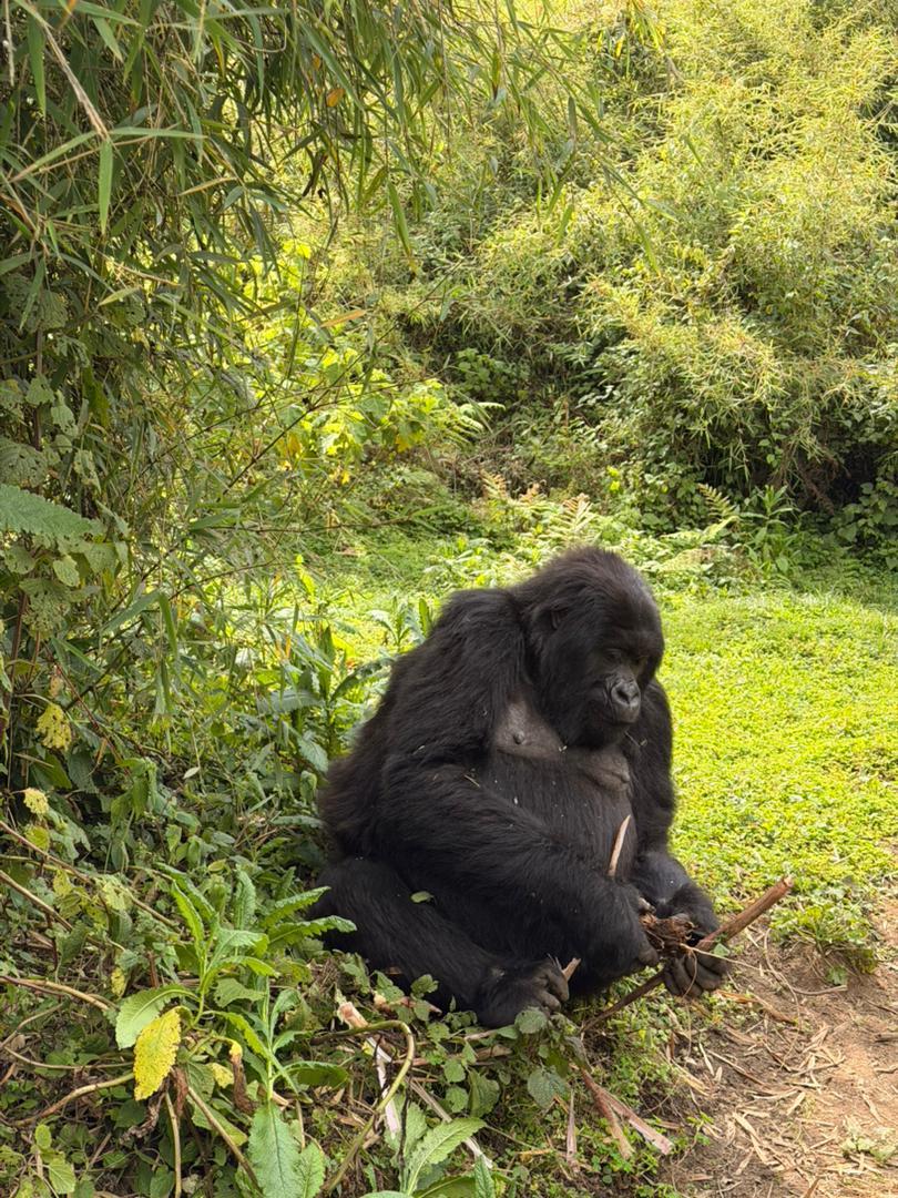 2- Day Akagera Wildlife Safari And Mountain Gorilla Trekking