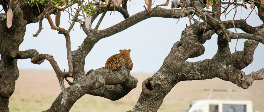 5 Days Northern Tanzania Safari