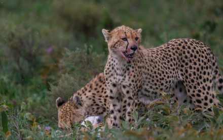6天经典坦桑尼亚Safari之旅